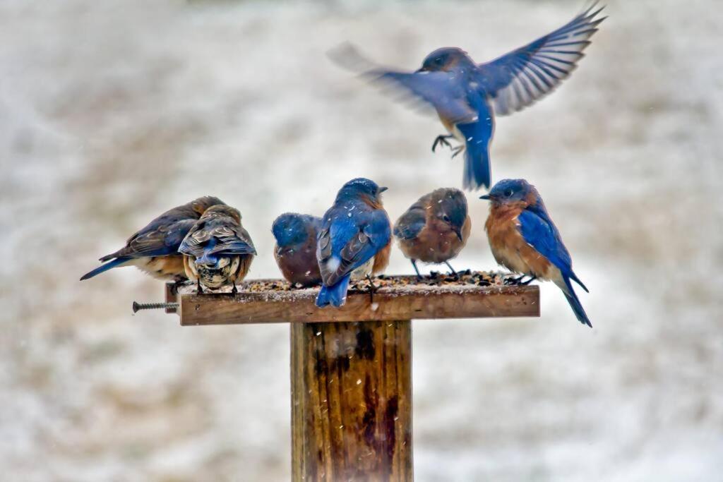Bluebirds Nest 10 Min To Avl Biltmore Hot Tub Cont Bkfst Sparkling Water Asheville Dış mekan fotoğraf